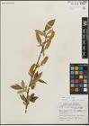 Foto von Salix lucida Muhl.
